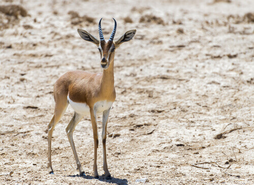 Dorcas gazelle is a very fast animal.