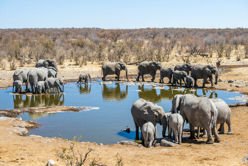 A group of elephants in a national park in Africa.