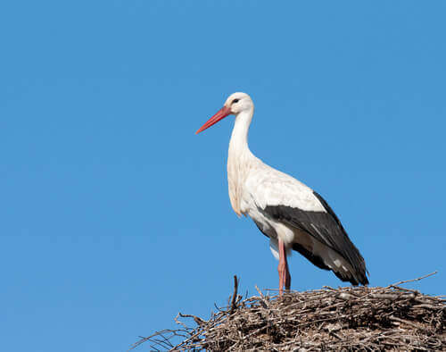 A watchful stork.