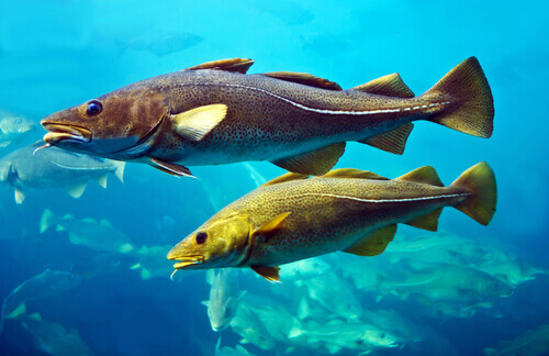 5 Types of Fish Fins - My Animals