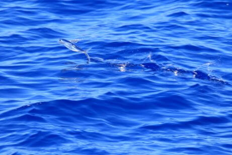 Flying fish.