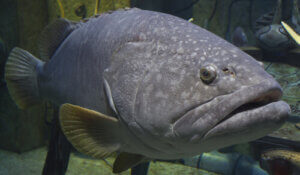 What Kind of Fauna Lives on Madeira Island?