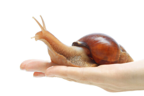 The Giant African Land Snail in Captivity
