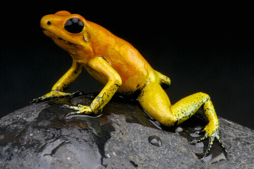 Golden poison dart frog is the most poisonous frog species in the world.