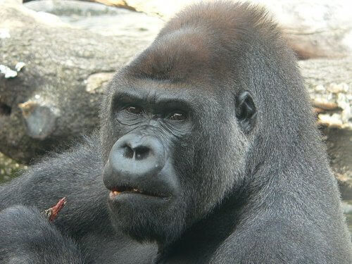 A gorilla up close.