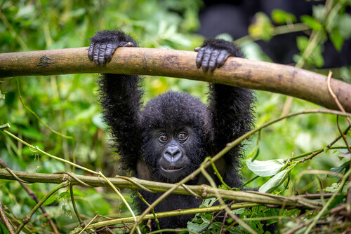 A small gorilla in virunga park.