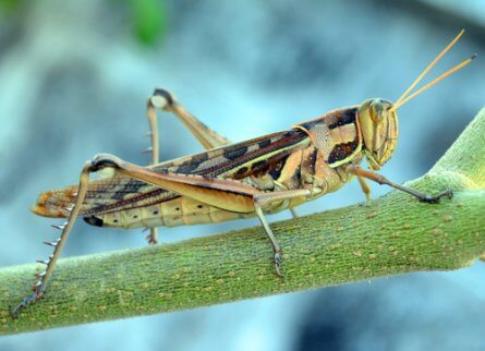 A grasshopper.