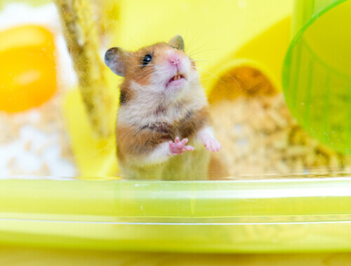 A hamster in its cage.