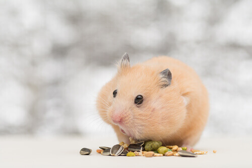 A hamster feeding.