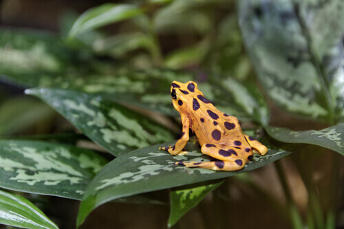 Harlequin poison frog in danger of extinction.