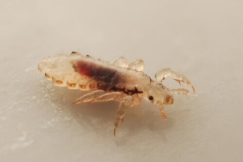 A closeup picture of a louse.