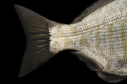 Fish Tail Shell 5 Types of Fish Tail Fin - My Animals