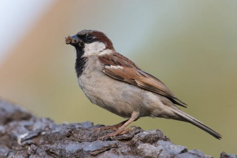 A house sparrow.