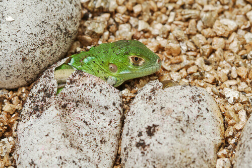 Common green iguana reproduction.