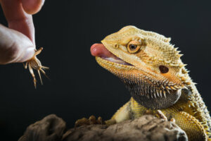 Impaction in Reptiles: Symptoms and Treatments