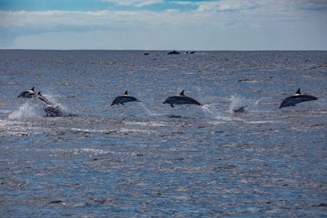 Jumping dolphins.
