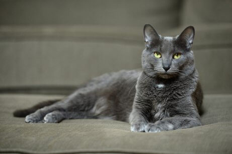 Korat cat.