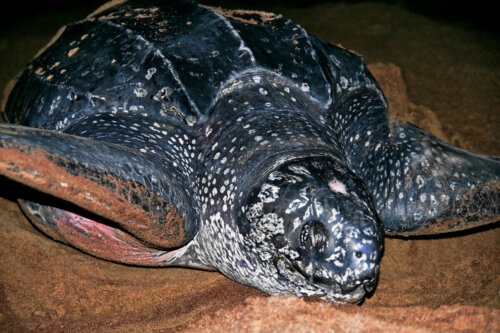 A leatherback sea turtle.