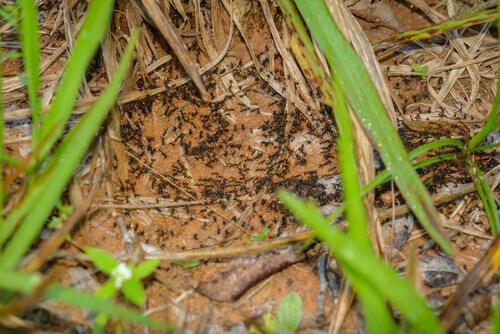 Legionnaire ants are polygamous animals.