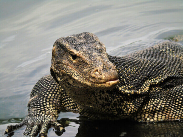 Asian Water Monitor: What Does it Eat?