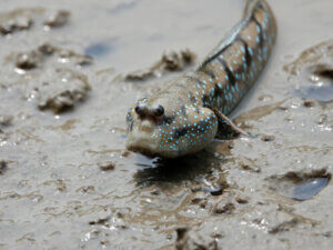 Learn All About Fish With Lungs: Lungfish!