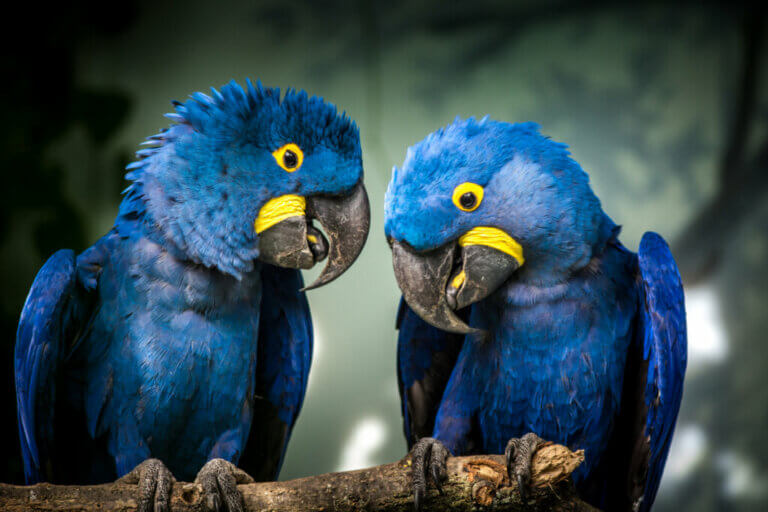 8 Interesting Facts About the Hyacinth Macaw