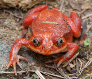 5 Poisonous Frog Species