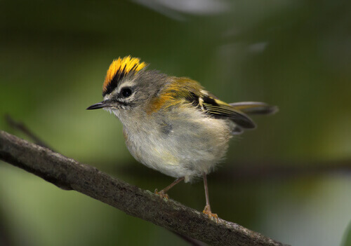 Fauna of Madeira Island: the Madeira wren.