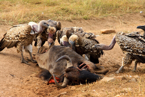 The Midden: A Feasting Place for Carrion Eaters