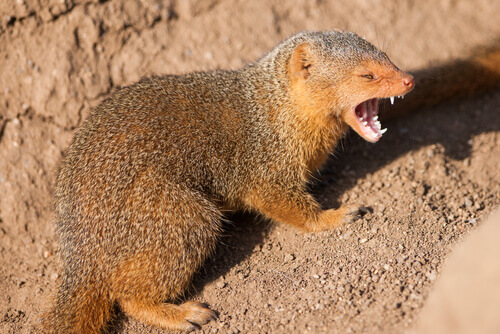 The Characteristics, Habitat, and Behavior of the Mongoose
