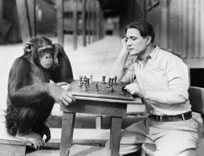 A monkey playing chess.