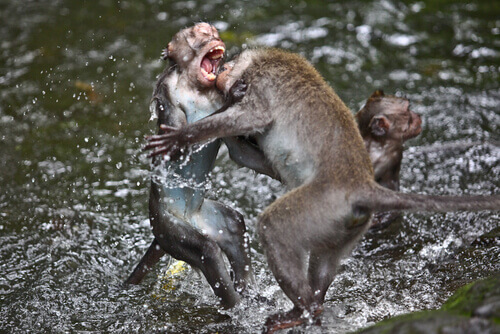 Monkeys fighting in the water.