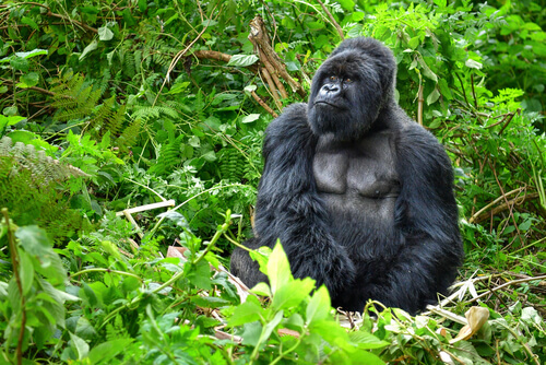 A mountain gorilla in the jungle.