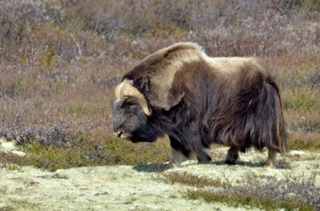 Musk ox.