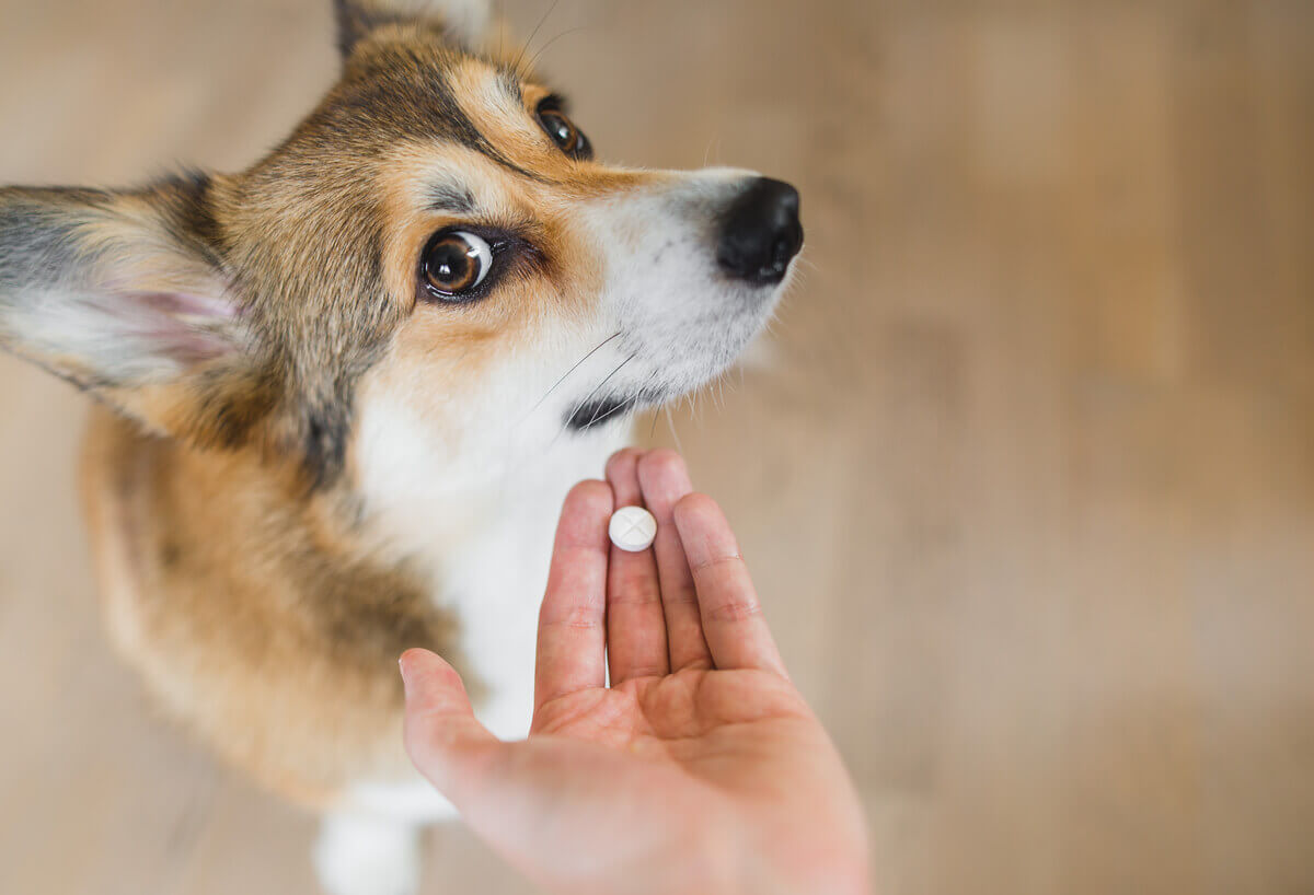 An owner trying to give a dog a pill.