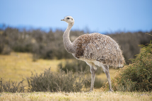A rhea surveying the landscape.