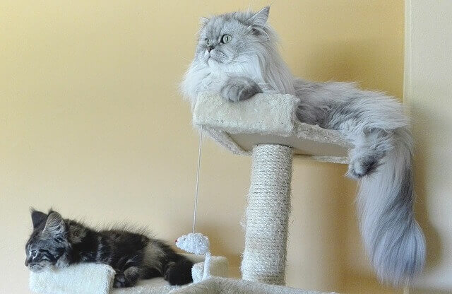 Persian cats.