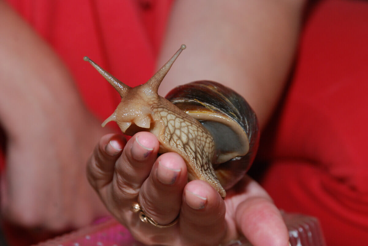 A person holding a giant snail.