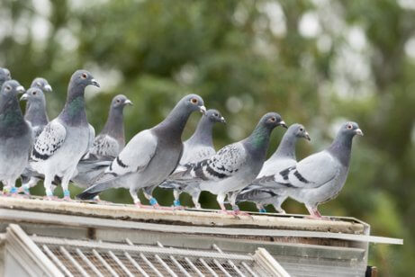 Some pigeons.