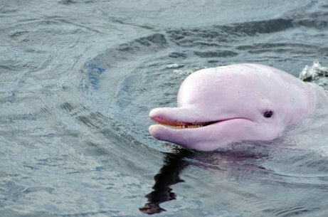 Pink dolphin.