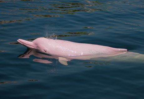 A pink dolphin.