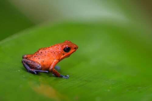 A poison arrowhead frog on a leaf.