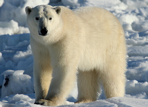 A polar bear on ice.