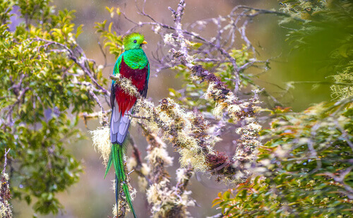 A beautiful quetzal sitting on a branch.