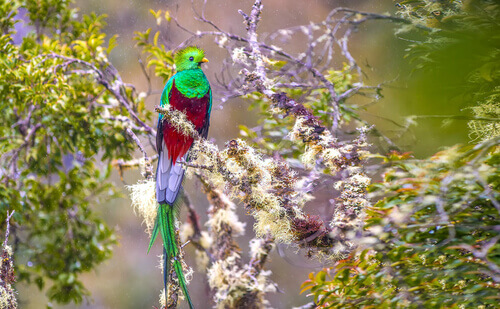 Central American fauna: the quetzal.