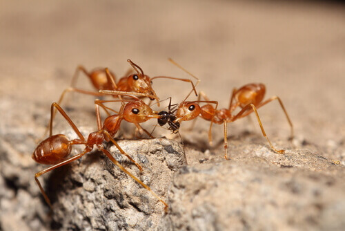 Red fire ants.