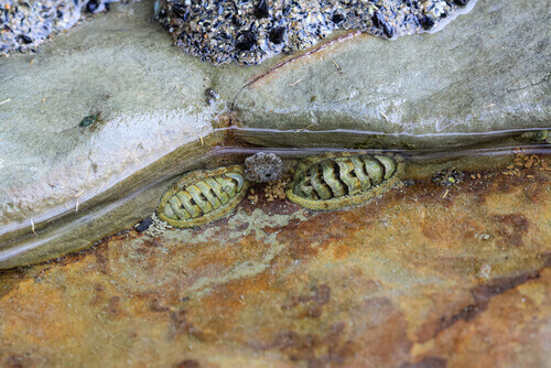 Two chitons at the sea.
