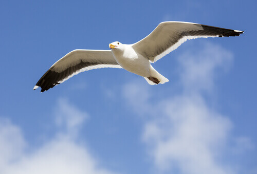 A flying seagull.