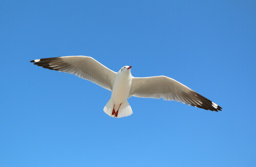 A seagull in flight.