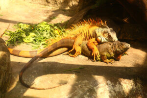 All About the Reproduction of the Common Green Iguana